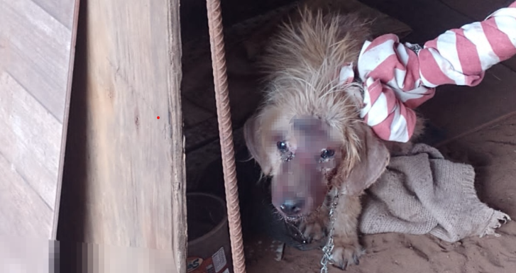 Cão acorrentado e ferido é resgatado de casa em Ribas do Rio Pardo