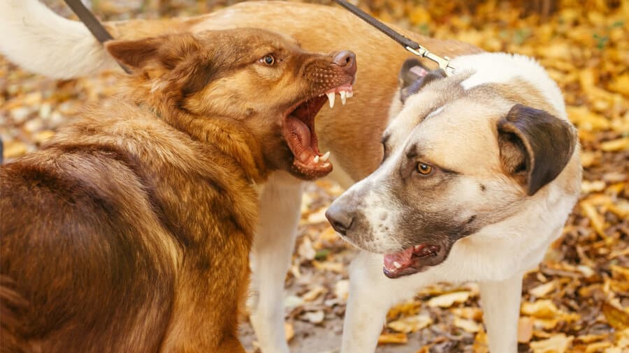 Idosa procura polícia após ser atacada por três cachorros