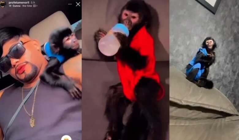 Polícia resgata filhote de macaco na casa de influenciador em São Paulo