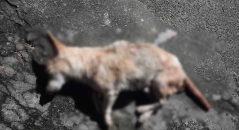Homem é procurado por matar cachorro com pauladas e golpe de facão em Coxim