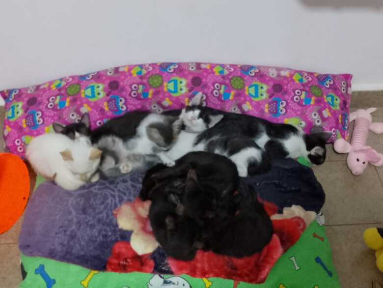ONG promove feira de adoção com cães e gatos resgatados neste sábado na Capital