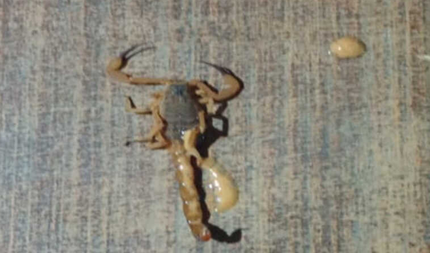 Criança é levada ao hospital após ser picada por escorpião em Chapadão do Sul