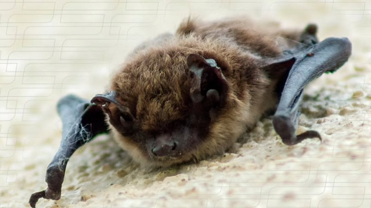 Alerta de Saúde Pública: Morcego com Vírus da Raiva em Campo Grande