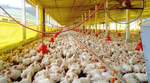 Produção de frango bate recorde no Brasil e pressiona preços