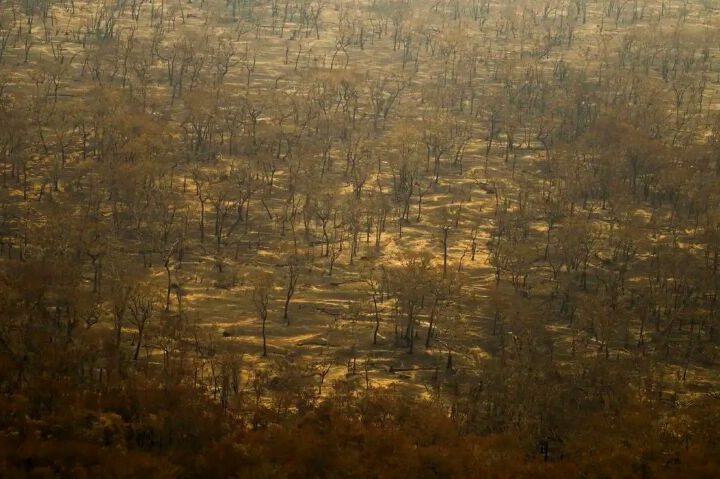 Após meses secos, chuva volta a atingir áreas do Pantanal