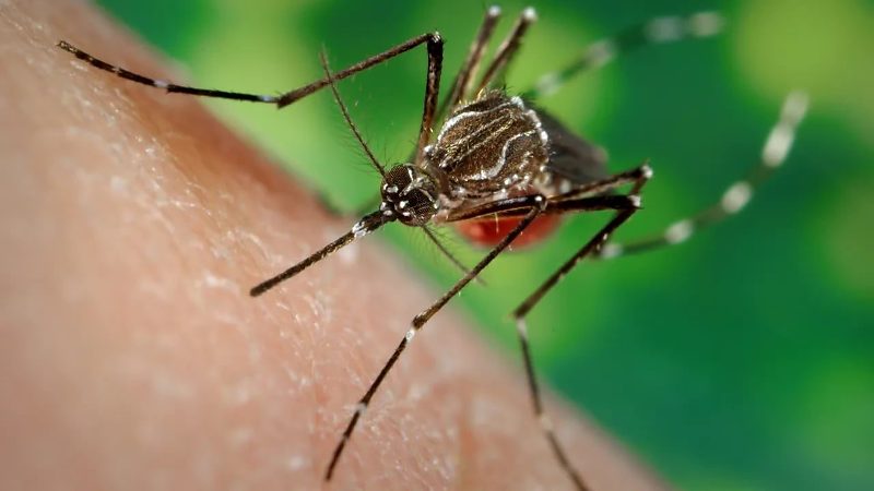 Mato Grosso do Sul registra 31 mortes por chikungunya em 2026